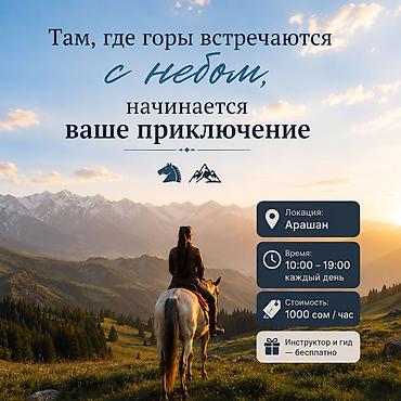 Лошади, кони: Продаю | Конь (самец) | Полукровка | Рабочий | Осеменитель — 23