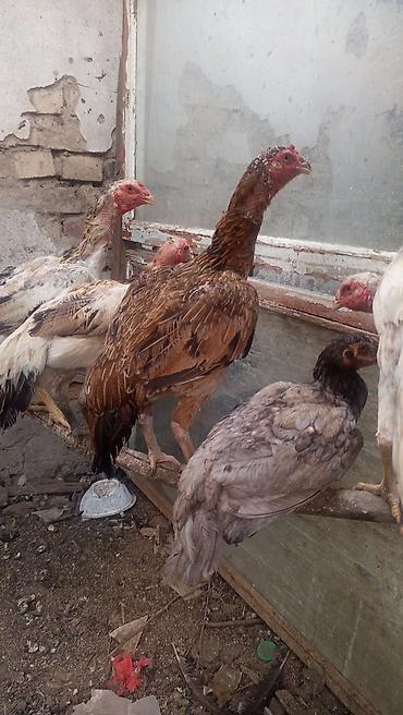 бойцовский кури: Продаю | Куры | Бойцовая | Для разведения — 1