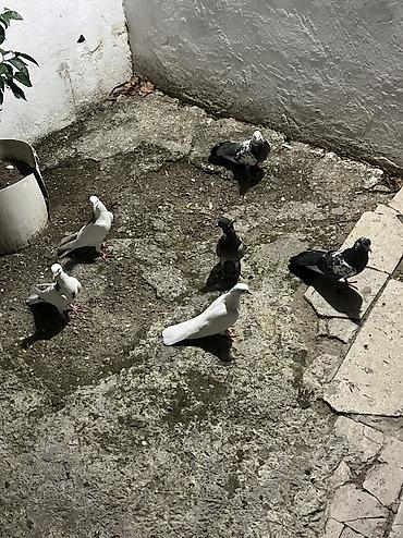 heyvan bazari quslar: Salam şekilde gorsenen bütün heyvanlar satlir heresinin öz qiymeti var — 7