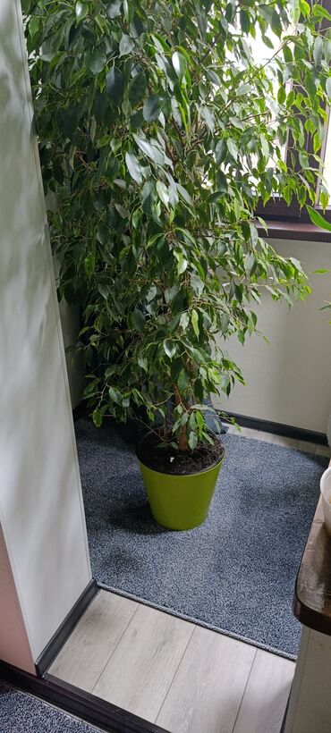 купить навес: Фикус - Компактная комнатная пальма с несколькими стволиками в одном