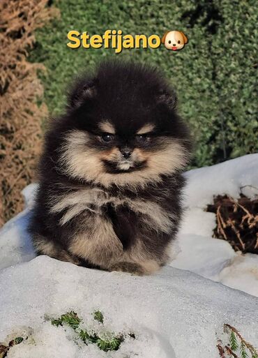 Psi: Pomeranac Boo. Vrhunski stenci pomeranca, minijaturnog patuljastog — 4