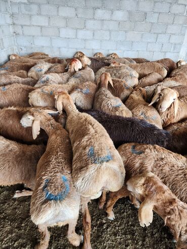 ошейник для кошки: Козу кочкор сатылат 65 баш бир кородон