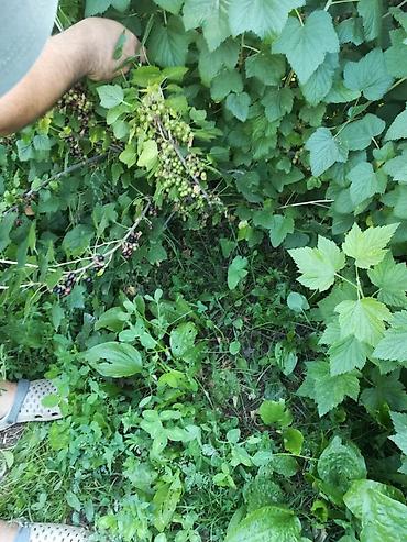 Другие услуги: Продаётся саженцы 2-3 летки чёрной смородины Титания, красной — 10