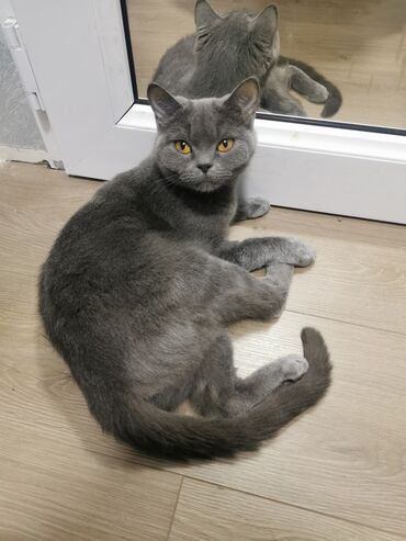 сколько стоит поводок для кошек: Голубая королева уюта ищет свой трон🐾 “Здравствуйте, меня зовут Лейла