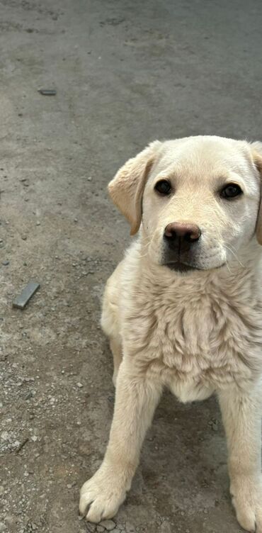Собаки: Продам щенка Лабрадора 5 месяцев! Активный и резвый, любит играться