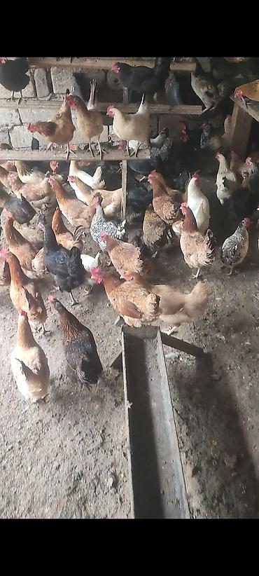 cuce ve xoruz temsili: Tam təbii Kənd toyuqlari 11 aylıqdir Yumurtuyilllar Təsvir: - Həyət — 4