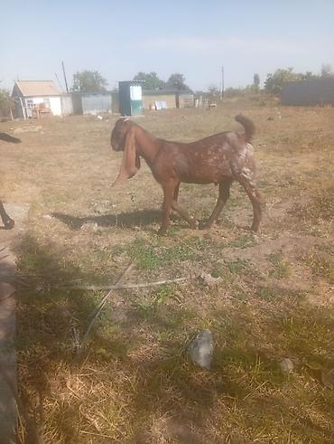 Продам с/х животных: Продаю | Коза (самка) | Камори | Для разведения — 3
