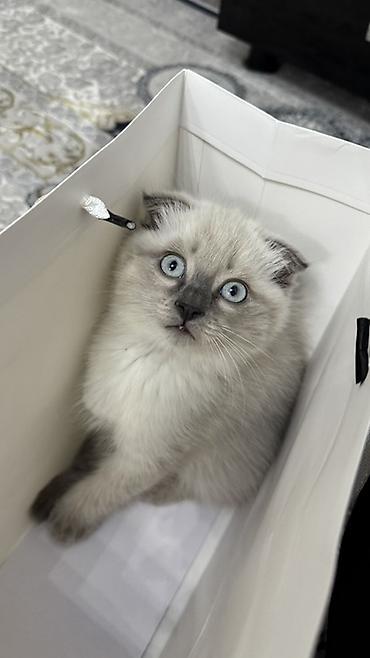 котята шотландские вислоухие: Скотиш Фолд (Шотландская вислоухая), 2 месяца, Мальчик, Приучена к лотку — 5