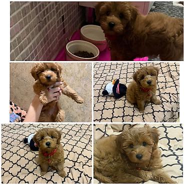 maltipoo satilir: Malta bolonka, 5 ay, Dişi, Peyvəndli, Pulsuz çatdırılma — 1