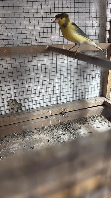 şnek: Erkey bulbul bir yawinda cutel hazir saxlam cin kimidiler — 3