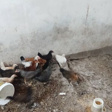 metbex stolu islenmis: Masalar