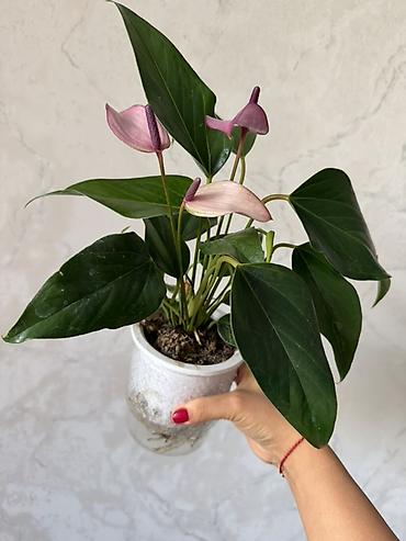 пальмовое: Комнатные растения в декоративных кашпо 1) Саговник (Cycas revoluta) — 3