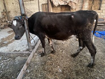 alman coban itləri: Bakı malıdı tovle malıdı keskılıkdı