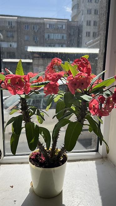 Молочай Милла (Euphorbia milii) в горшке - Компактный куст с