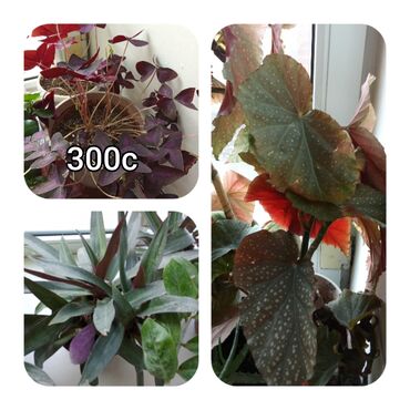 Садовые цветы и кустарники: Саженцы цветка — 9