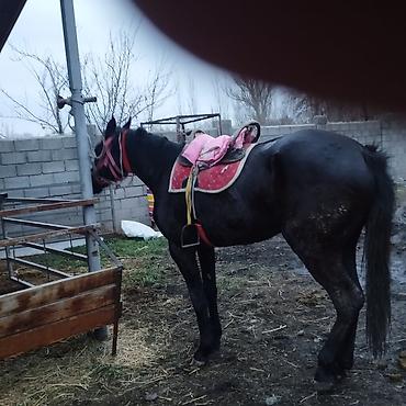 Лошади, кони: Продаю | Кобыла (самка) | Полукровка | Конный спорт | Племенные — 8