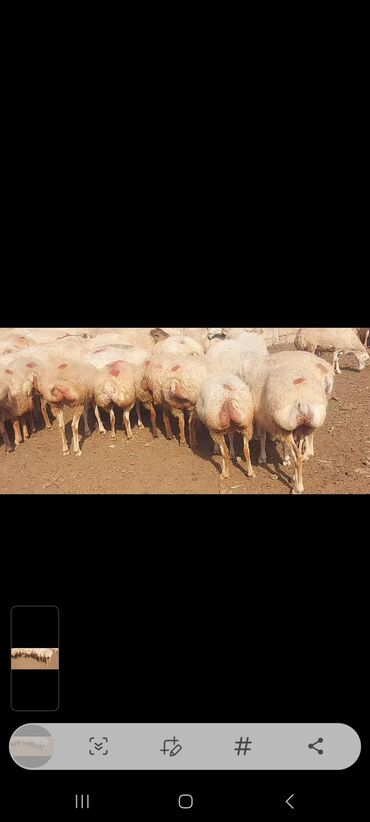 Qoyunlar, qoçlar: Satlır — 15