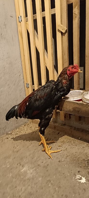 каракол животных: Жожик тока открывается за 3000 отдам