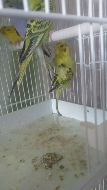 Tutuquşları: Tutuquşları — 3