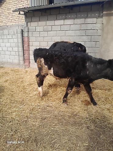 Коровы, быки: Продаю | Бык (самец) | Полукровка | На откорм — 2