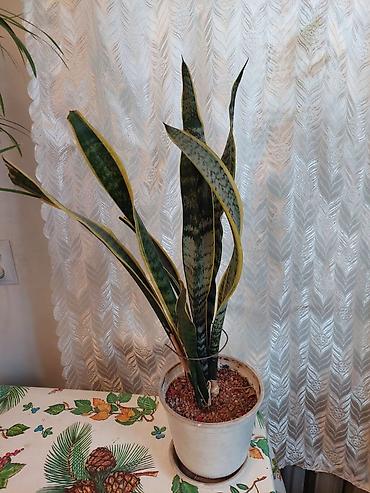 комнатный цветы: Комнатные растения в горшках: 1) Сансевиерия (Sansevieria — 3