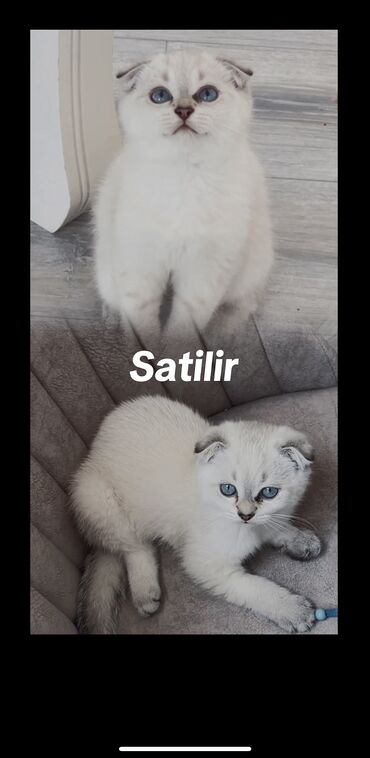 pişik siyam: Şotland yastı qulaq, Erkək