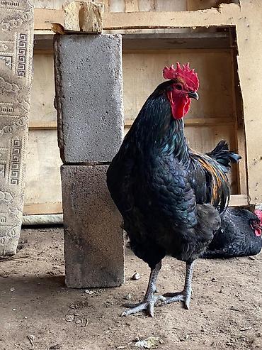 Куры, петухи: Продаю | Петух | Для разведения at lalafo.kg — 7 Куры, петухи: Продаю | Петух | Для разведения — 7