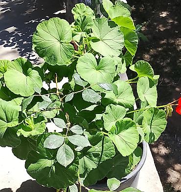 tikanli guller: 🌸 Kartenzia (Ortensiya) satışda! 🌸 Evinizə və bağınıza xüsusi gözəllik — 5