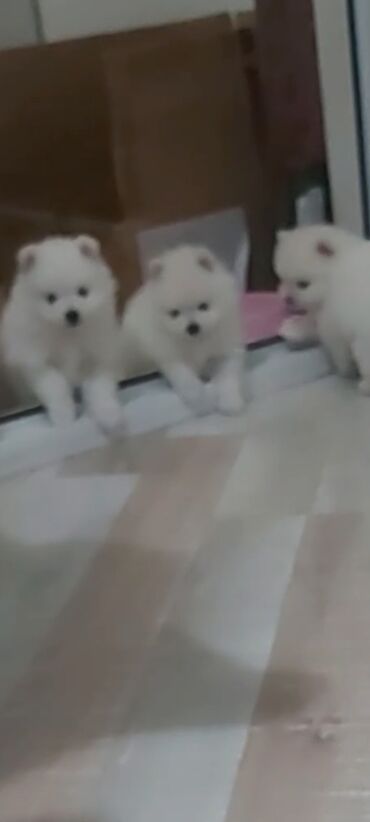 İtlər: Şpitz, 1 ay, Erkek — 10