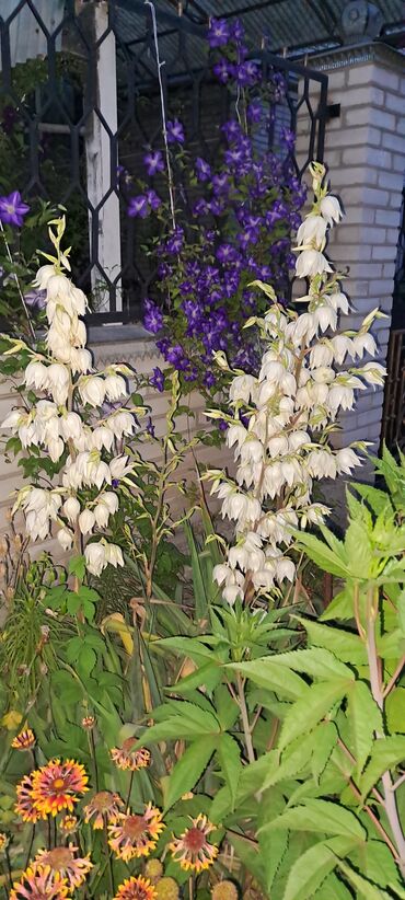 Садовые цветы и кустарники: Саженцы цветка: Клематисы — 7