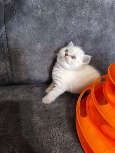 Pişiklər: Britan -da lalafo.az — 15 Pişiklər: Britan — 15