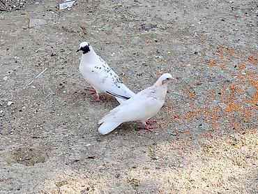 Голуби: Salam tay balalar cutu 15manat unvan maşdaga 0516831165 vatsapda — 2