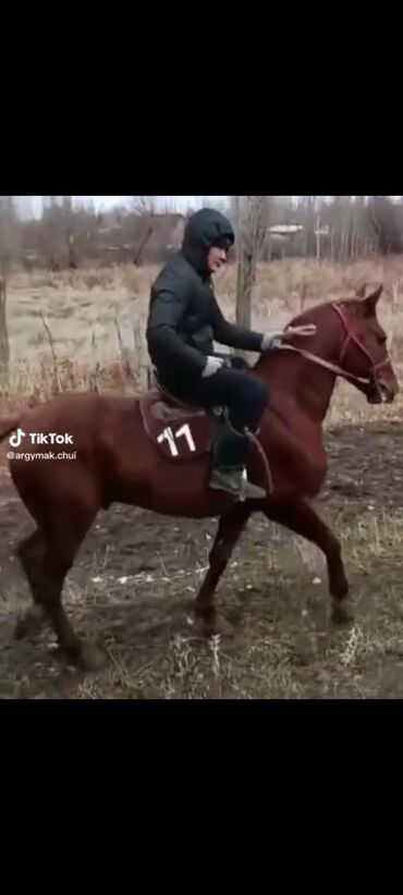 Животные: Продаю | Жеребец | Полукровка, Английская | Для разведения, Конный спорт | Племенные