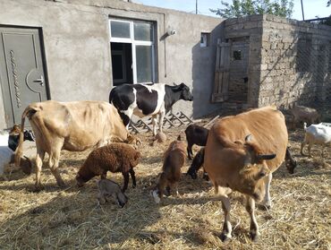 heyvan inek: Damazlıq, Südlük, Ünvandan götürmə
