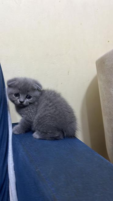 Кошки: Шотландская вислоухая — 2
