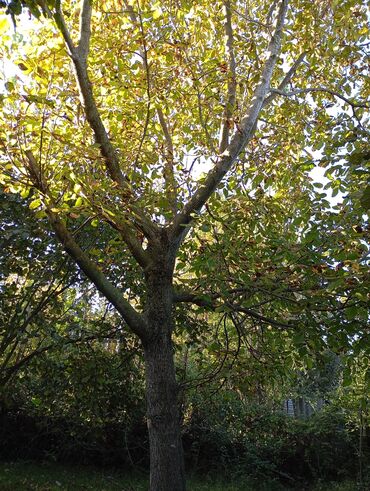 Torpaq sahələrinin satışı: Kənd təsərrüfatı — 9