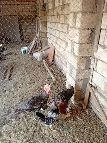 sud sagan pompa: Hind quşları satılır 1 erkey 2 dişi — 1