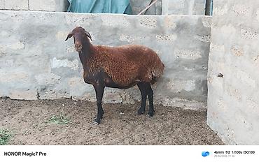Mal-qara: Qoyun – öz heyvanimdi 3-qarin doğub 5-6aydir qoçum olmadiğiina görə — 1