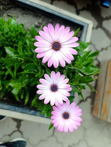 Массаж: Массаж | Остеохондроз, Холка на шее — 6