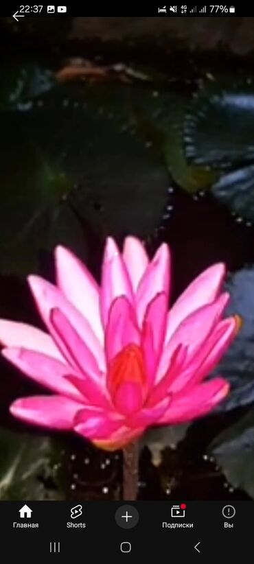 Садовые цветы и кустарники: Семена цветка: Самовывоз, Платная доставка — 6