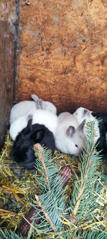 Кролики: Продаю | Крольчата — 1