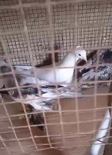göyərçin satışı: Dort eded iri lelekli qus satilir bir anadir iki bala olar kekilsizdir — 2