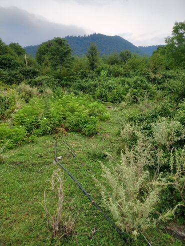 kohne suraxanida torpaq satilir: 9 sot, Biznes üçün, Mülkiyyətçi, Kupça (Çıxarış)