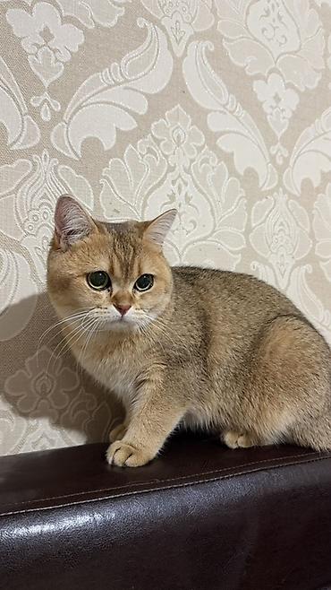 Шотландская Скоттиш Страйт. Окрас золотая шиншилла (окрас golden at lalafo.kg Шотландская Скоттиш Страйт. Окрас золотая шиншилла (окрас golden
