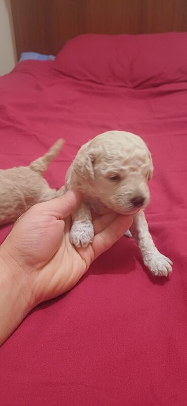 İtlər: Pudel, Dişi, Peyvəndli, Ödənişli çatdırılma — 6