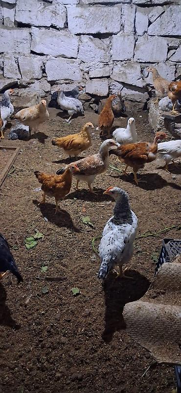 Məhsul: Yerli cins qarışıq cücələr TAM SAĞLAMDIR SAY 40 ƏDƏDDİ lalafo.az -da Məhsul: Yerli cins qarışıq cücələr TAM SAĞLAMDIR SAY 40 ƏDƏDDİ