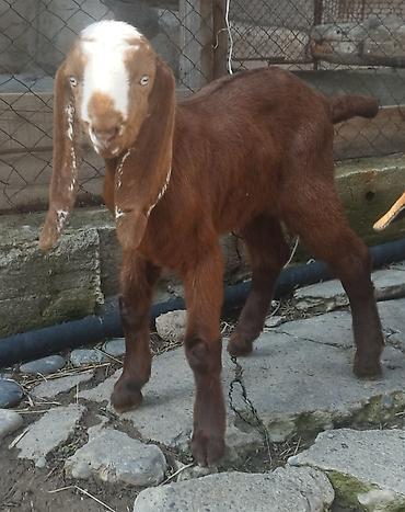 Козы, козлы: Продаю | Коза (самка), Козёл (самец), Козлёнок | Битал | Для разведения — 1