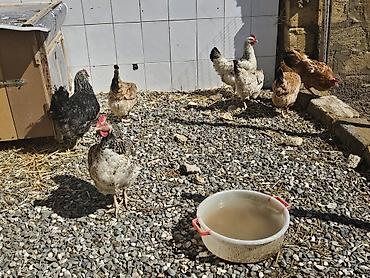 Toyuqlar: Toyuq, Yumurtalıq — 9