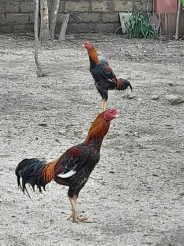 cins xoruz harda banliyar: Satılır: Karadeniz Turk xoruzu və feresi Safqanlı döyüş tipli — 2