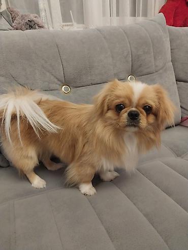 balaca it satisi: Pekines, 1 il, Erkək, Cütləşmə üçün, Pulsuz çatdırılma — 3